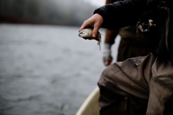 Snoqualmie-Steelhead-TravisGillett-31