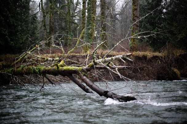 Snoqualmie-Steelhead-TravisGillett-53