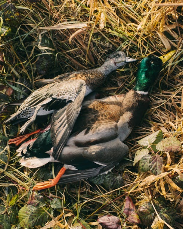 FilsonLife_Duckhunt-3546
