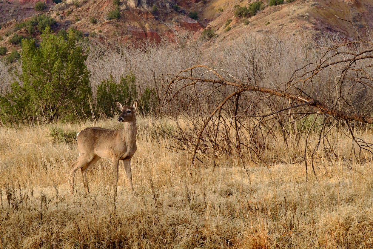 Filson_Palo_Duro_013