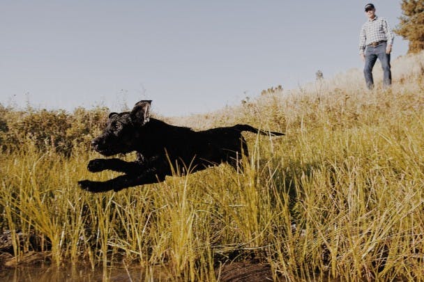 Young Lab Pup - Training