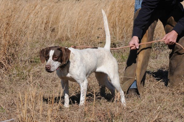 Breaking a best sale gun shy dog