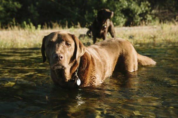 Fly Fishing the Yuba River with Chuck Ragan