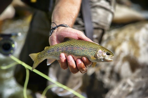 Fly Fishing the Outlaw Trail - Big Sky Journal