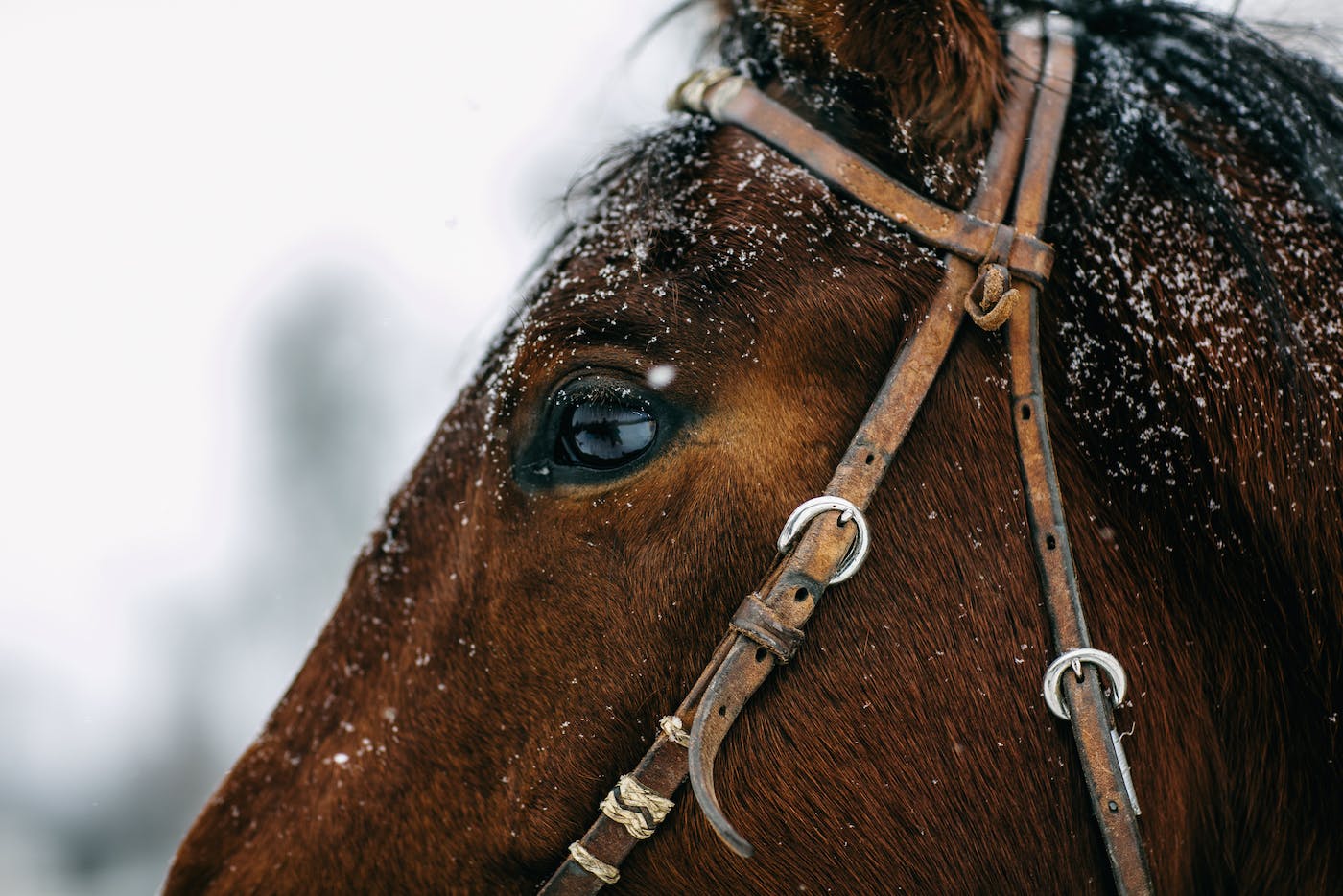 Filson Life - Wyoming Cowboy