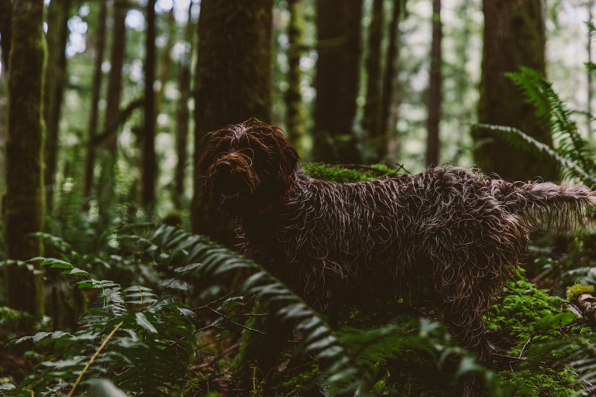 Filson Life - Patrick Colleran hunting in the Olympic National Forest