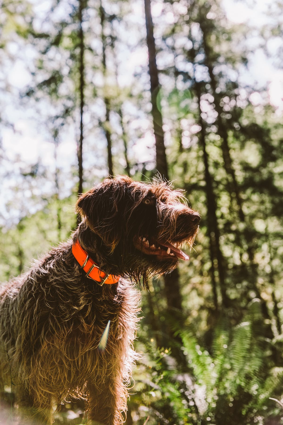 Filson Life - Patrick Colleran hunting in the Olympic National Forest