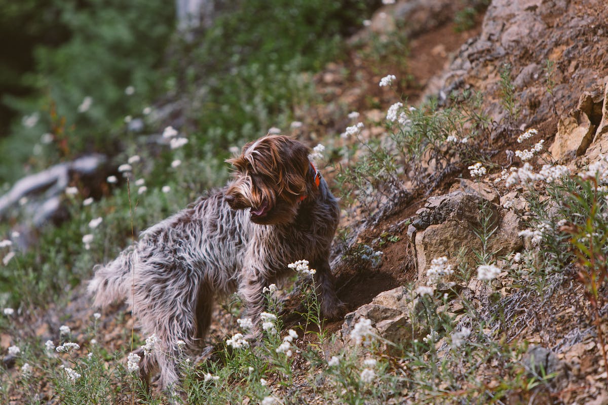 Filson Life - Patrick Colleran hunting in the Olympic National Forest