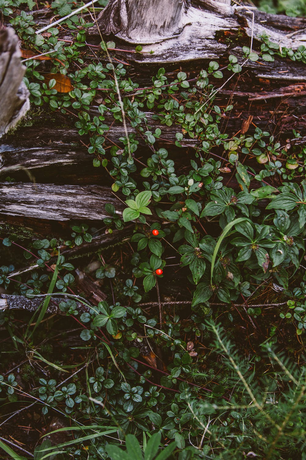 Filson Life - Wild Berries while hunting