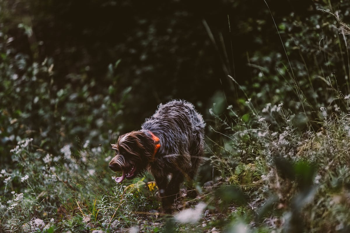 Filson Life - Patrick Colleran hunting in the Olympic National Forest