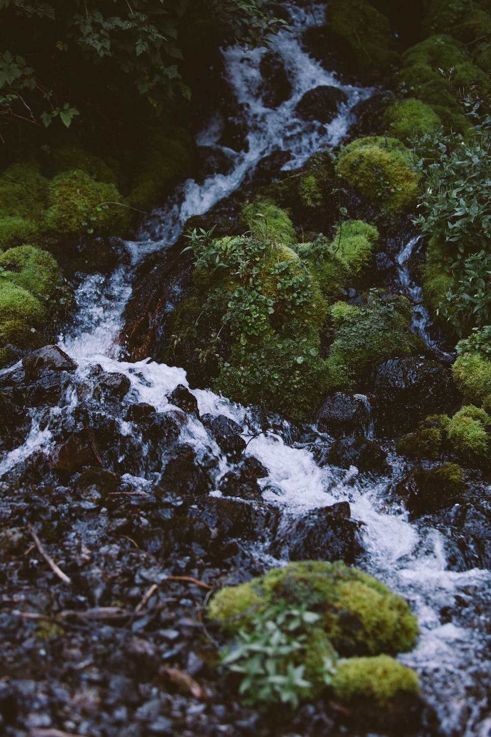 Filson Life - Patrick Colleran hunting in the Olympic National Forest