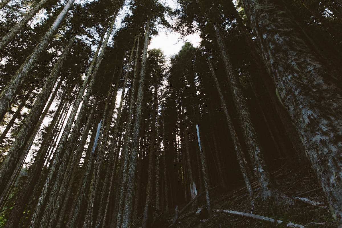 Filson Life - Patrick Colleran hunting in the Olympic National Forest