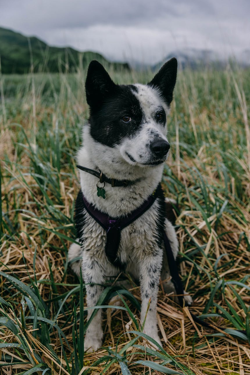 black and white dog with harness on sits in grassy field