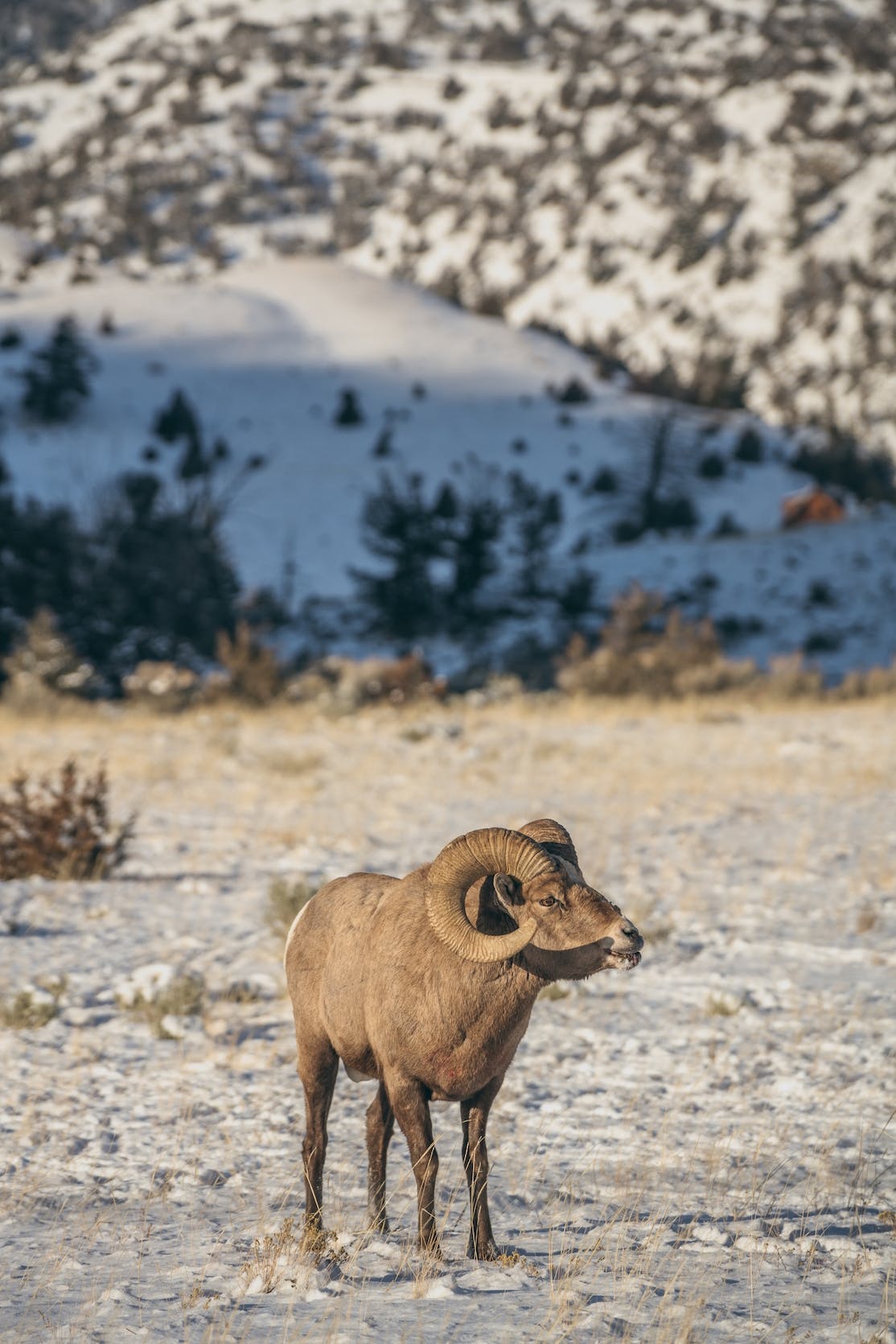 Western Style of the Dutton Ranch from Yellowstone: A Rustic Fusion of  Rugged Beauty and Modern Comfort - Christina Maria Blog