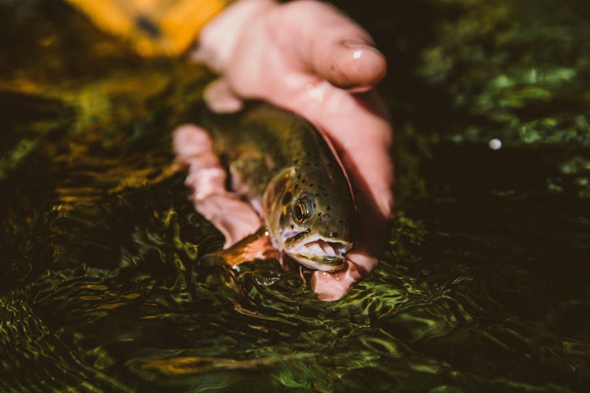 Man holding a live trout with one hand in the water.