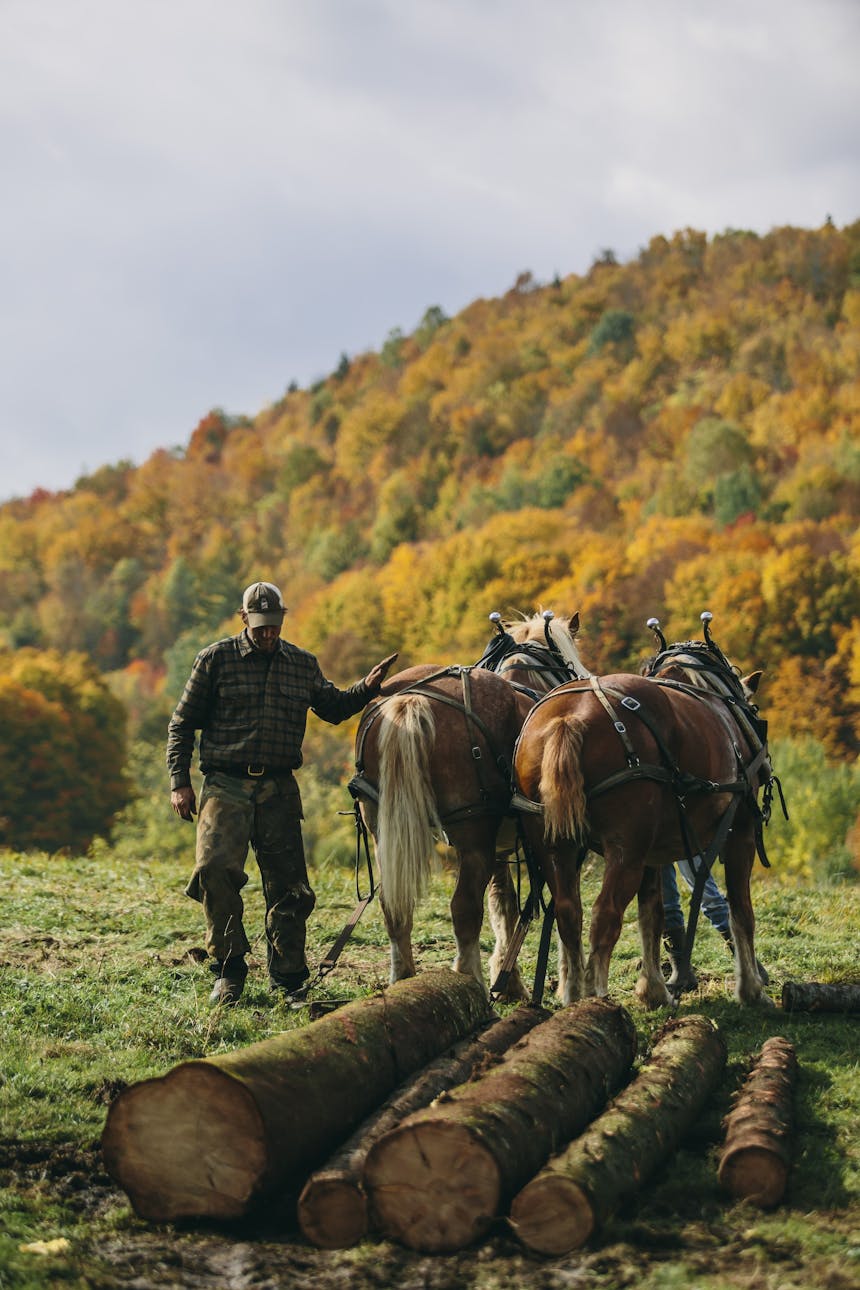 person walking horses pulling logs with autumnal trees in distance