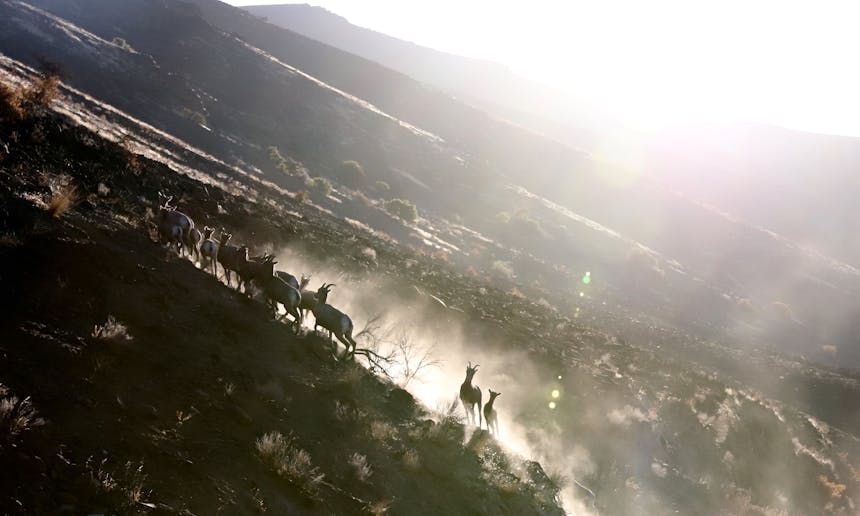 herd of bighorn sheep in dusty field