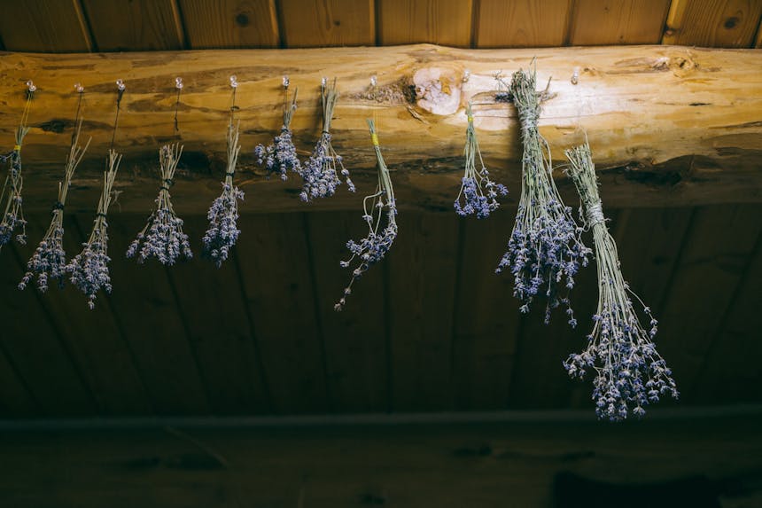 lavender hanging to dry