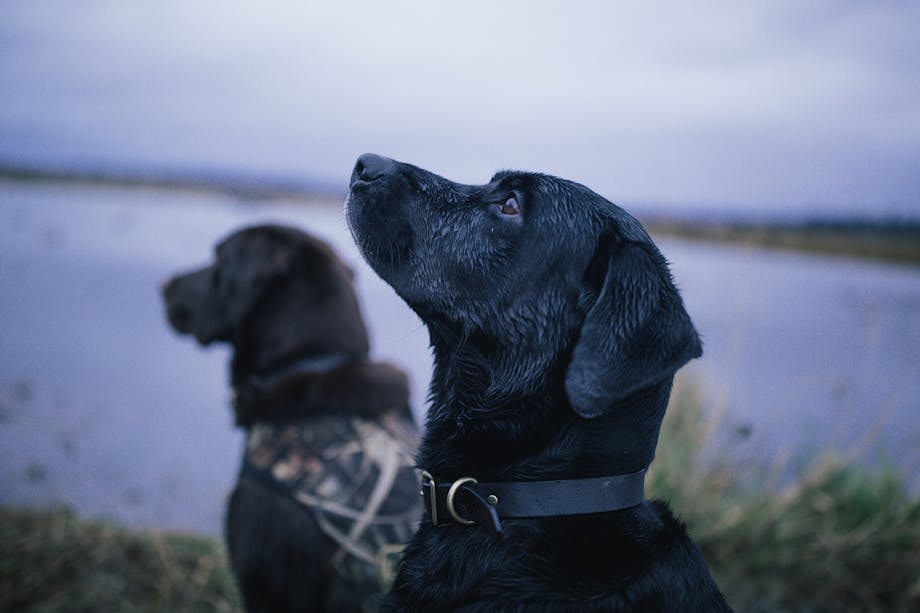 Two dark labradors. One wears a camouflage jacket. near edge of lake