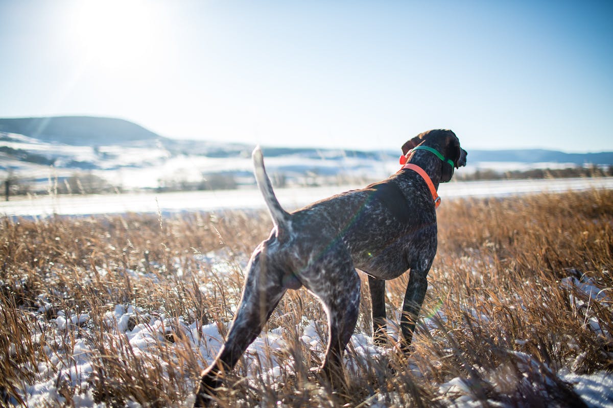 Filson Life - Upland Hunt Hannah Dewey