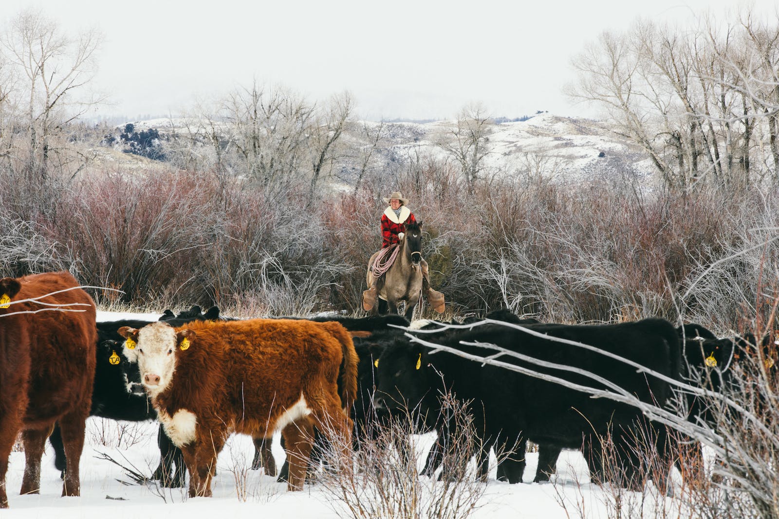 Filson Life - Wyoming Cowboy