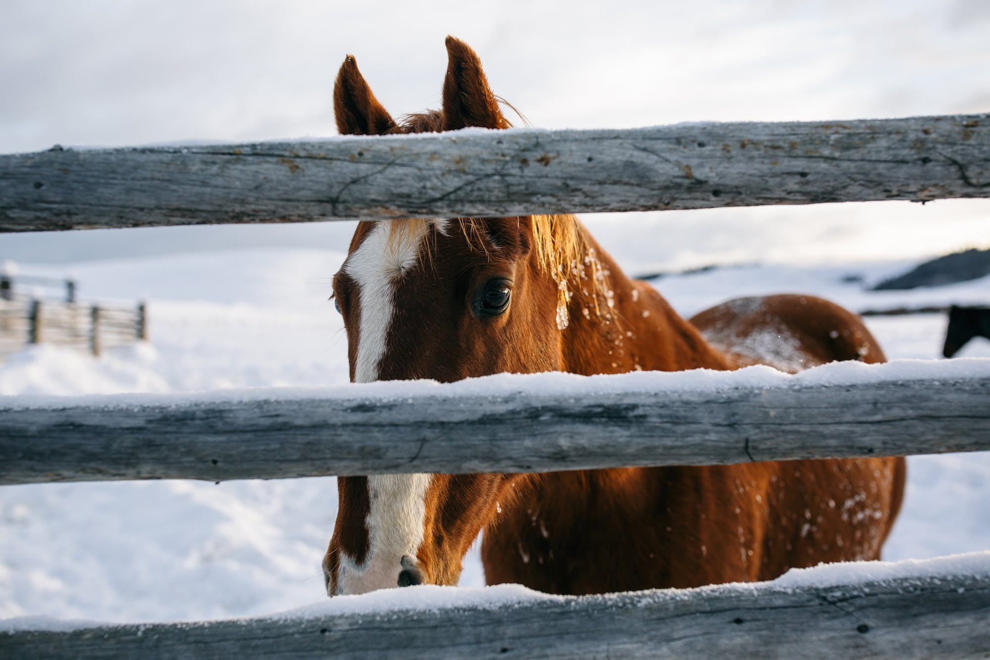 Filson Life - Winter Horse