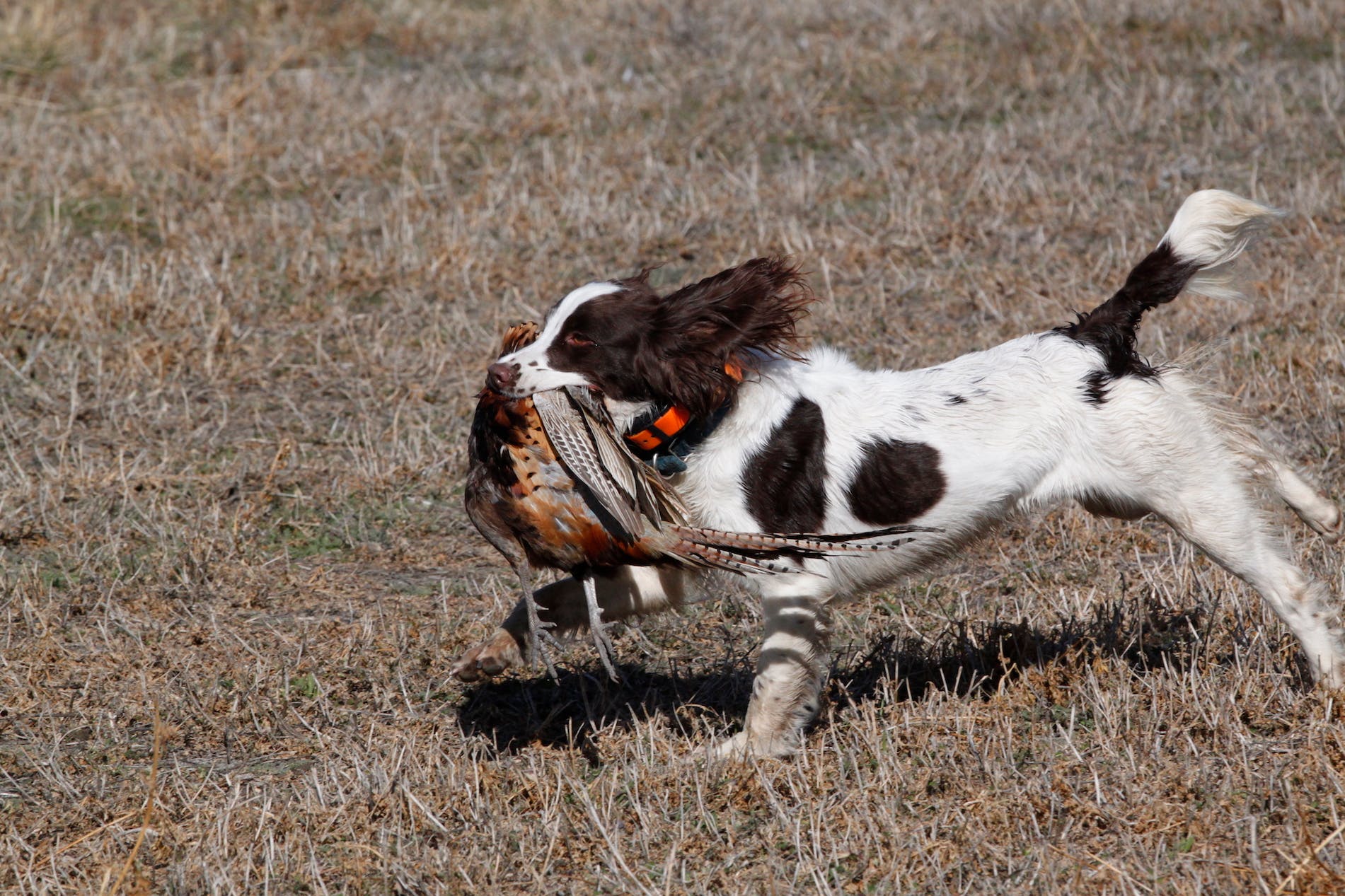 Filson Life - Bird Dog Training