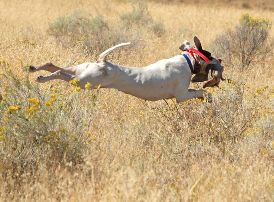 Filson Life - Bird Dog Training