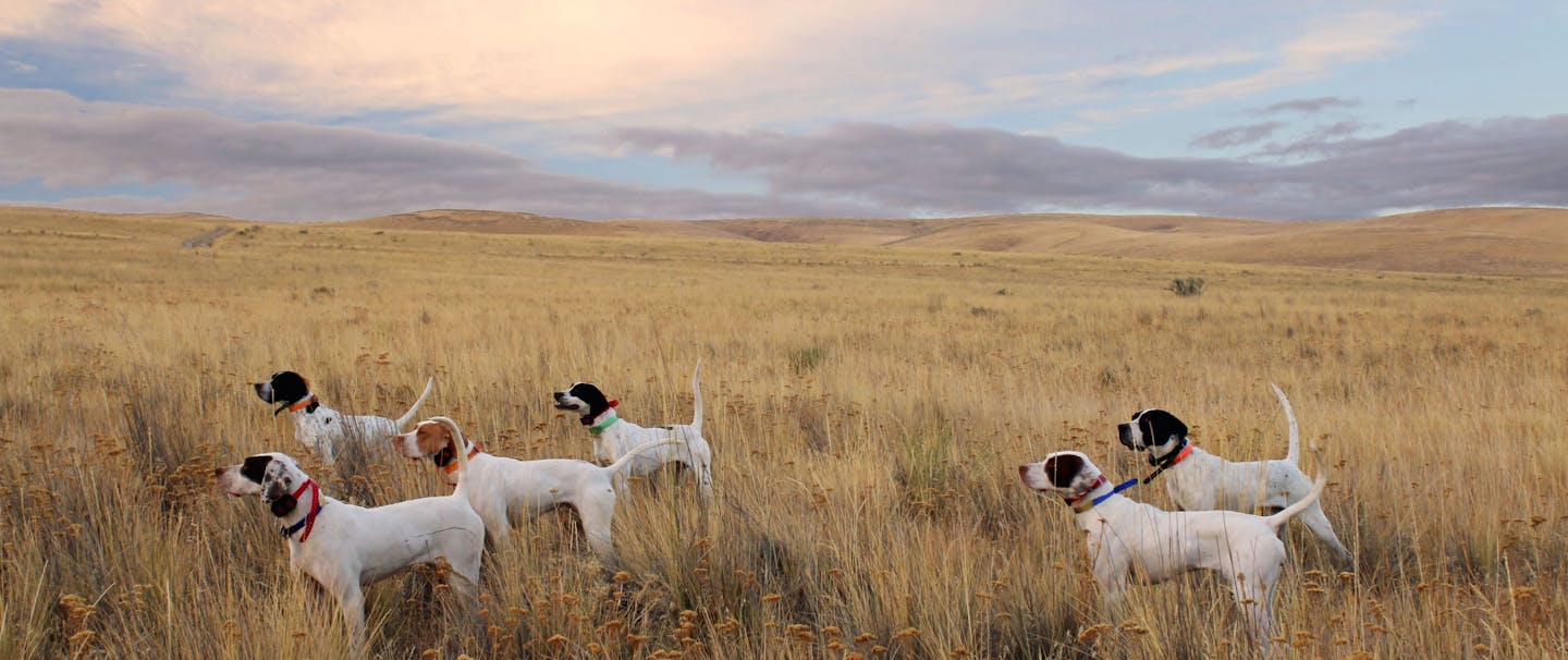 group of white dogs standing in grassy brown field