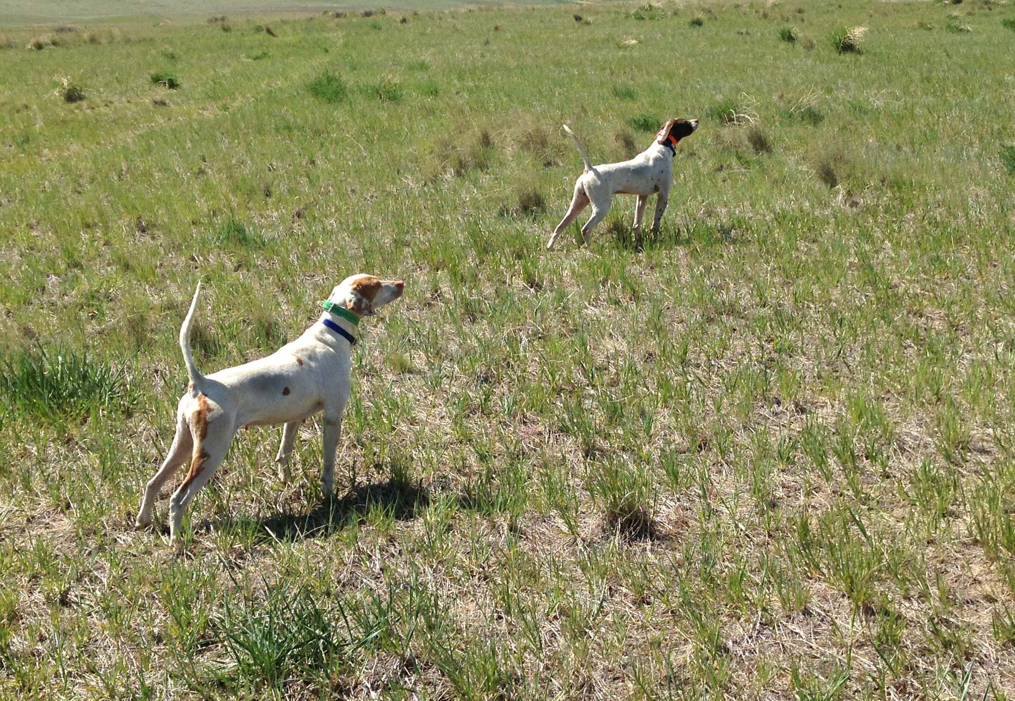 Filson Life - Bird Dog Training