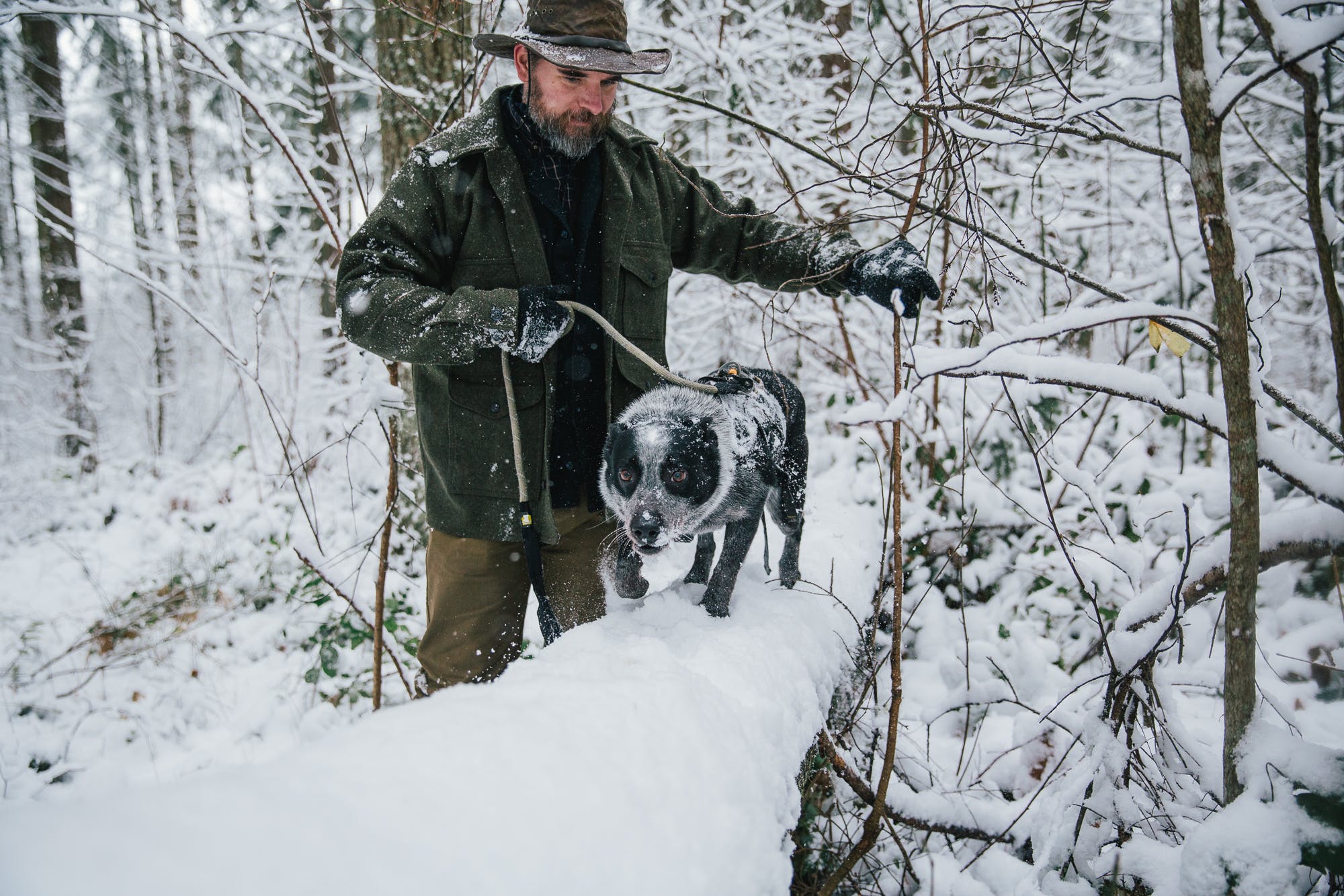 conservation-canines