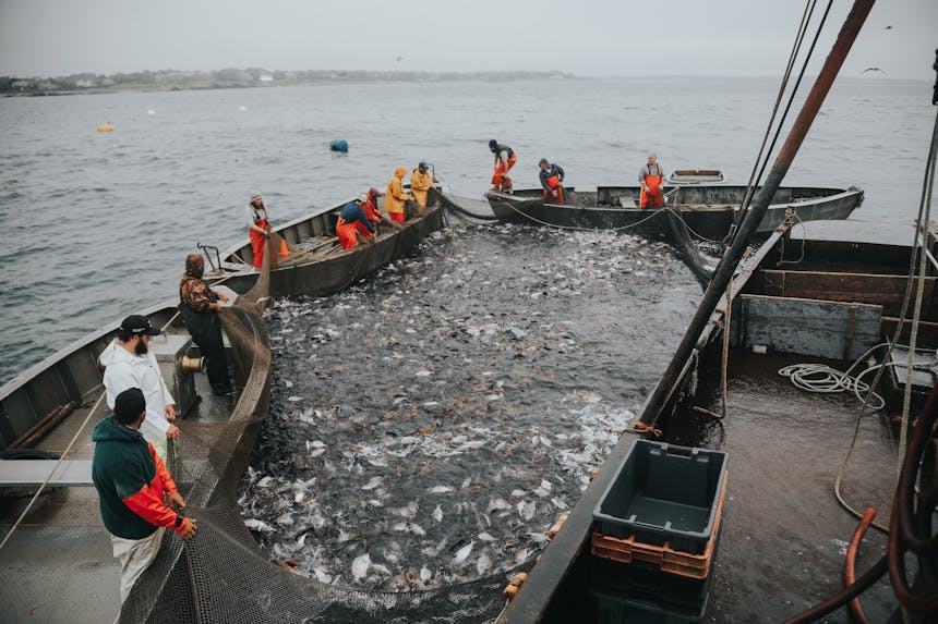 sorting fishin large net with three boats surrounding it