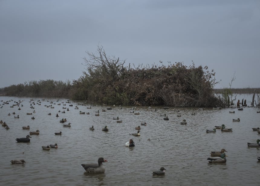 duck blind in surrounded by water and ducks