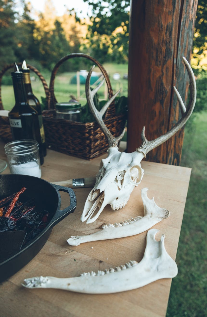 whitetail deer antlers and jaw bones on table