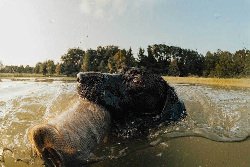 dog on a water retrieve