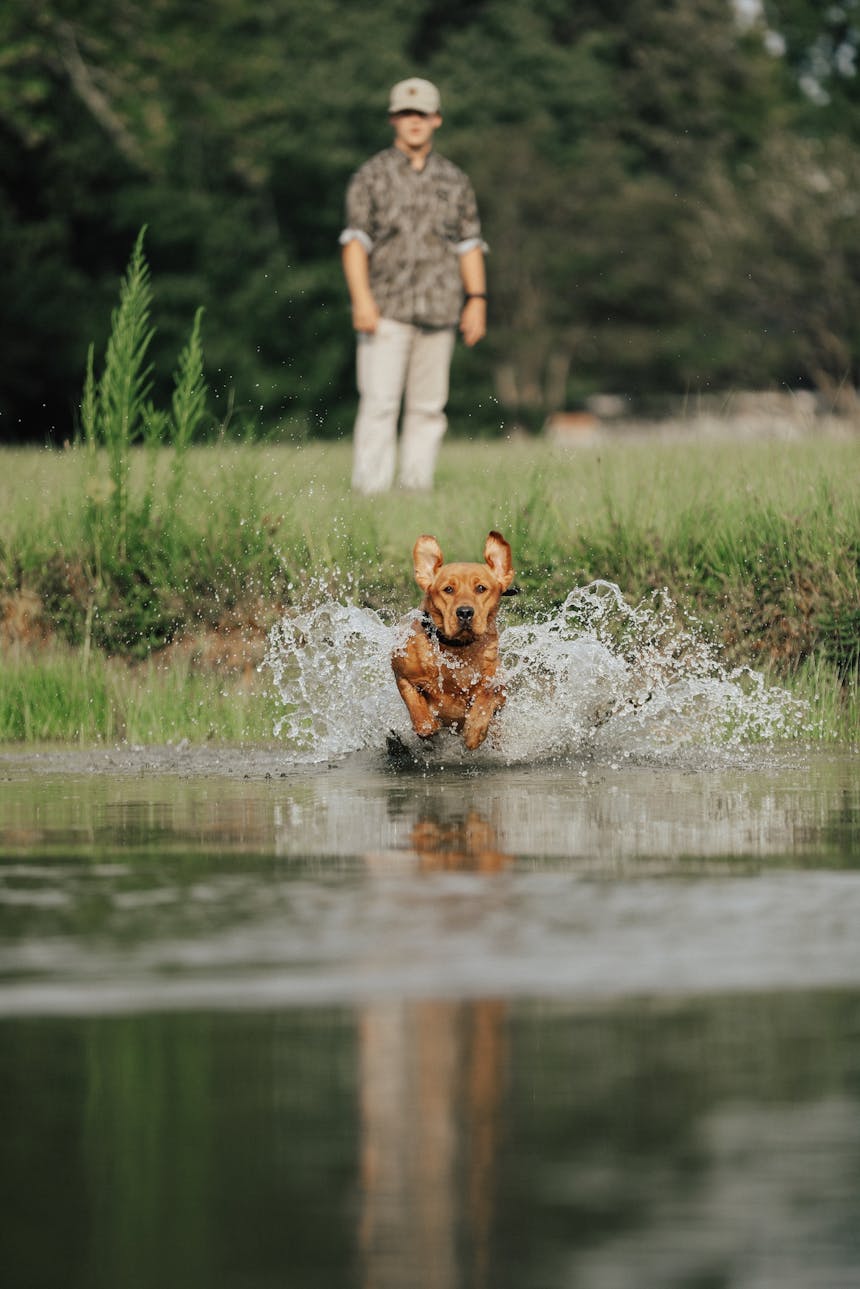 dog on retrieve in river water