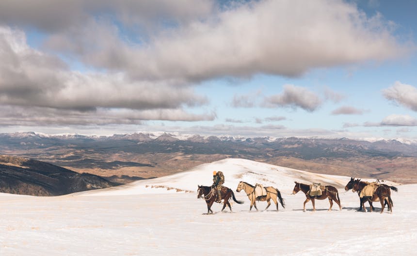 jessie with horses
