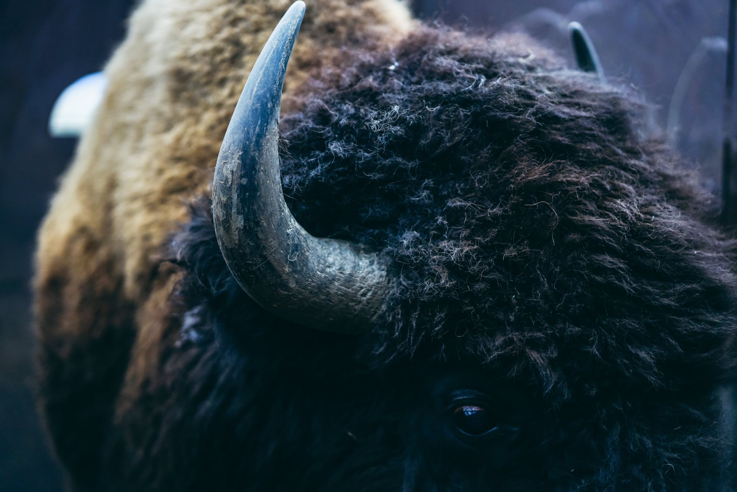 close up of bison face