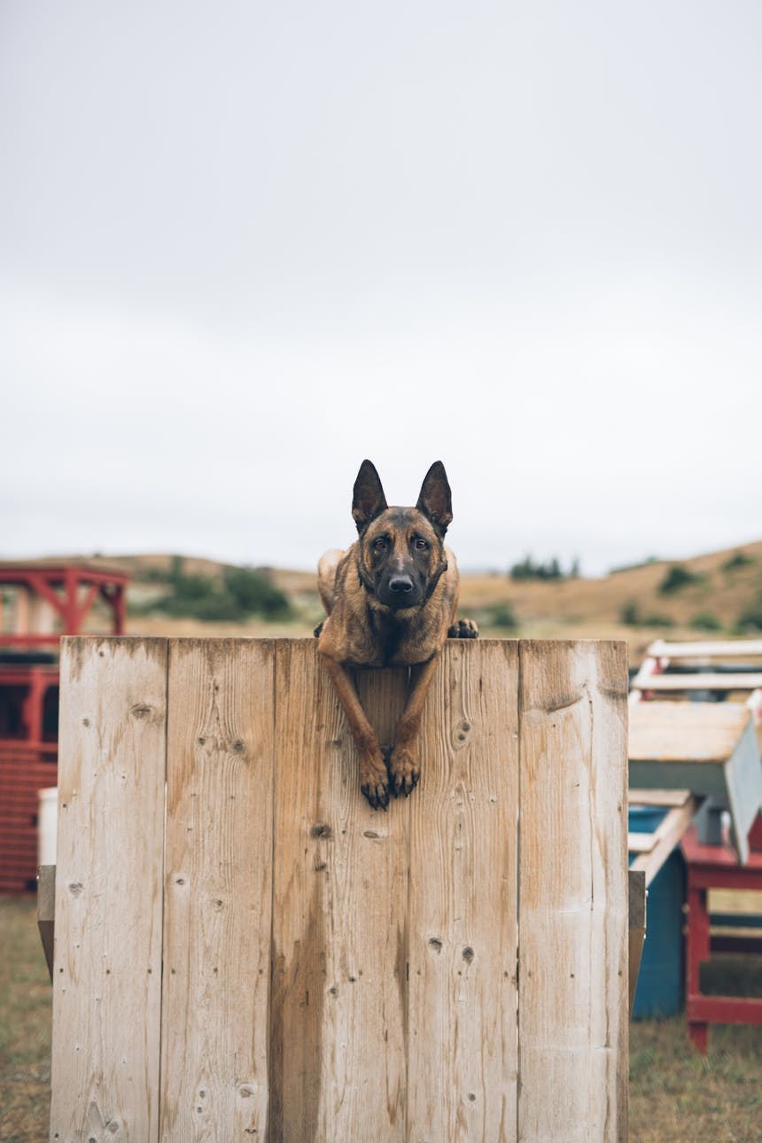 Floki sitting atop a fence