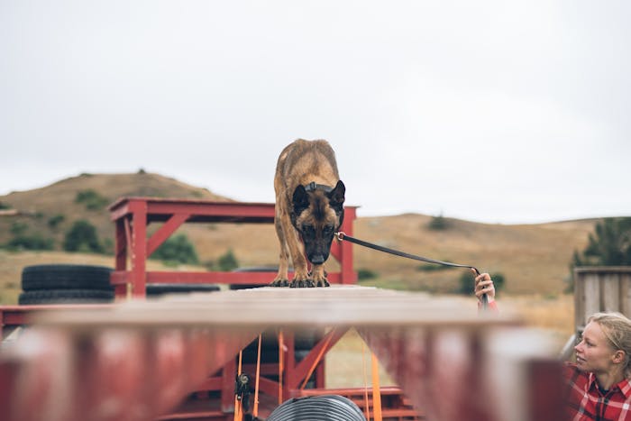 How to Train a Belgian Malinois - Alaska Dog Works