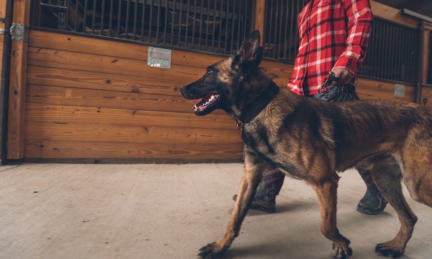 Kim walking with dog Floki