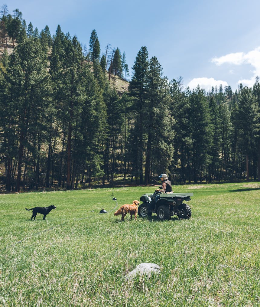 Terry checking irrigation lines in the pasture with her dogs